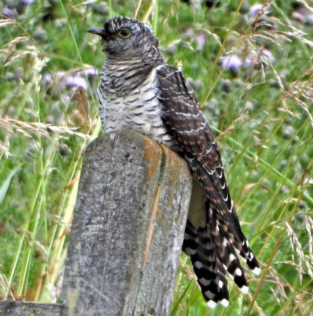   Juvenile Cuckoo 